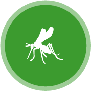 Bug Mesh Options